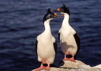 Cormoran imp&eacute;rial,.Leucocarbo atriceps , Imperial Shag,  Iles Falkland, Malouines