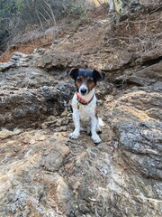 Little Dog on the Beach 