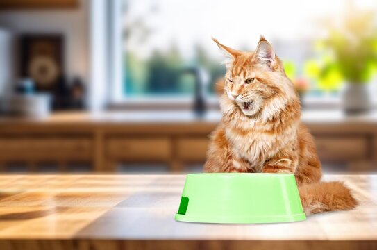 Cute young cat eats a food from bowl, AI generated image