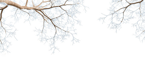 Branches with snow isolated on white background