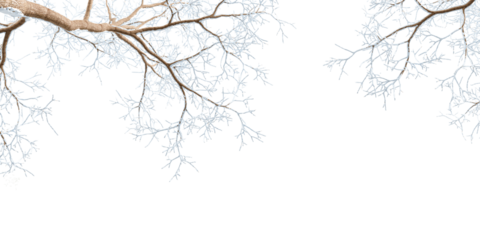 Branches with snow isolated on white background