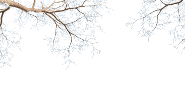Branches with snow isolated on white background