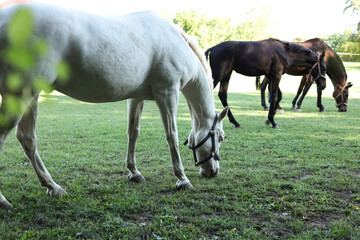 Naklejka na ściany i meble white and brown horses on a pasture