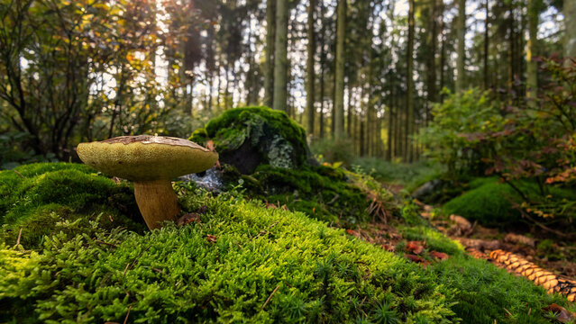 Maronenpilz im Wald