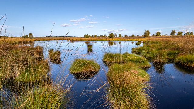 Teich mit Pfeifengras