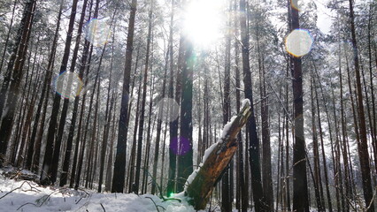Tree stump in snowy winter forest background image