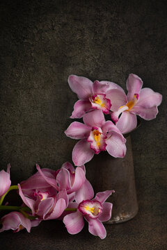 Pink orchid 