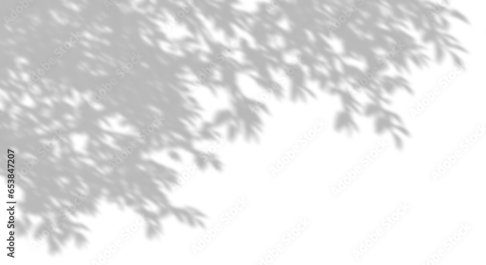 Poster isolate shadow tropics tree branches foliage realistic movement on transparent backgrounds 3d render