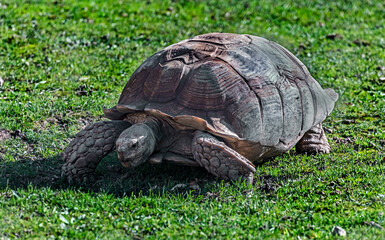 Naklejka na ściany i meble African spurred tortoise grazing on the lawn. Latin name - Geochelone sulcata 