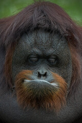 Closeup Bornean orangutan Pongo pygmaeus