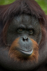 Closeup Bornean orangutan Pongo pygmaeus