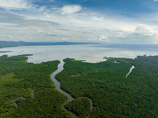 Aerial drone of mangroves on the coast of the island of Borneo and the sea. Reserve with mangroves....