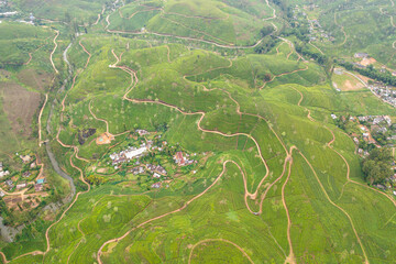 Tea plantations on the hillsides in the mountains of Sri Lanka. Tea estate landscape.