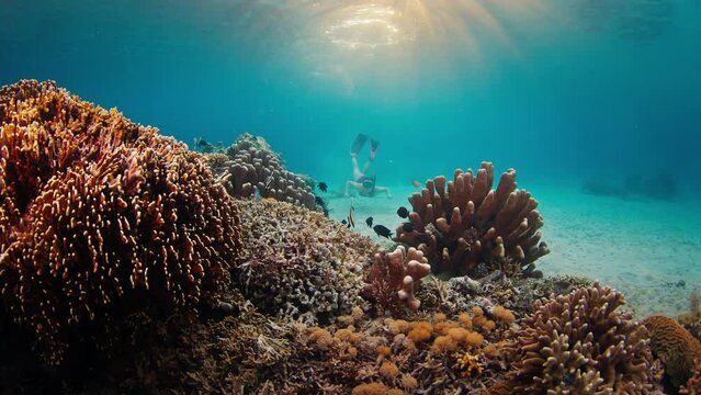 Woman freediver in pink suit swims underwater near coral reef and explores the underwater world of the Komodo National Park in Indonesia at sunset