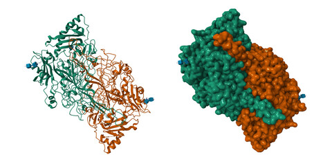 Crystal structure of human vascular adhesion protein-1. 3D cartoon and Gaussian surface models, chain id color scheme,  PDB 1us1