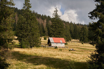 Mountains covered in pine forests