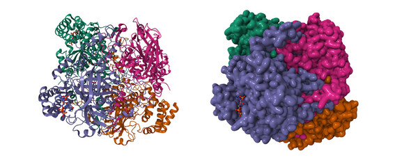 Structure of human erythrocyte catalase. 3D cartoon and Gaussian surface models, chain id color scheme,  PDB 1dgg