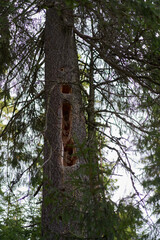 Pine tree with many woodpecker holes