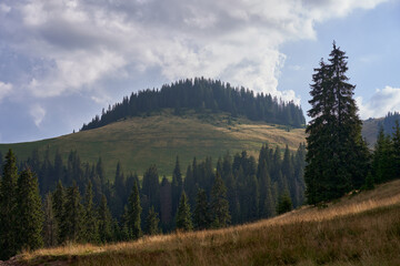 Fototapeta na wymiar Mountains covered in pine forests