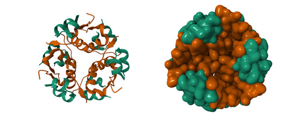 Structure of native human insulin oligomer. 3D cartoon and Gaussian surface models, chain id color scheme,  PDB 4f1b