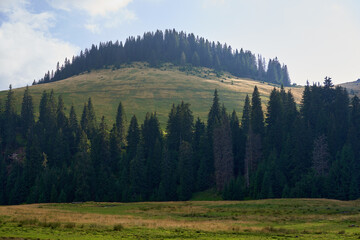 Mountains covered in pine forests