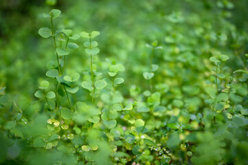 Unknown green plants on the hillside. Botanical Enigma: Unnamed Greenery Gracing the Mountain Slope.