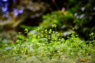Unknown green plants on the hillside. Botanical Enigma: Unnamed Greenery Gracing the Mountain Slope.