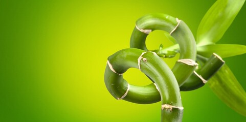 Sugar cane fresh green plant on color background.