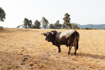 Big breeding bull with horns standing in dry grass land in daylight