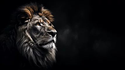 Gardinen Panthera leo looking forward, lion profile portrait on black backdrop, amazing dramatic king of animals, proud dreaming Panthera leo looking forward. Photo banner with black and white toned writing sp © Nazia