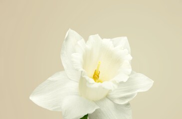 Obraz na płótnie Canvas Fresh colored aroma flower on beige background.