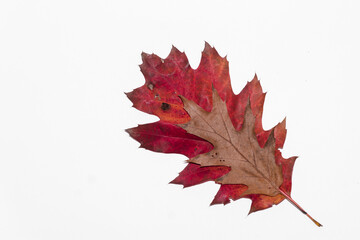 Autumn painting, red oak leaf isolated on white background, different colors. The smaller rests on the larger. Red, orange, brown dry autumn leaves. Botanical educational concept