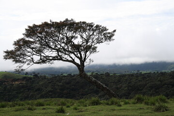 Lonely tree on the top of the mountain 