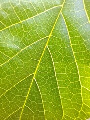 Closeup green leaf background, overlay fresh leaf pattern, natural foliage texture and background