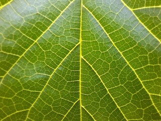 Closeup green leaf background, overlay fresh leaf pattern, natural foliage texture and background