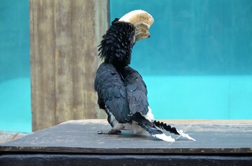 closeup of a silvery cheeked hornbill  in Tenerife © Denise Serra