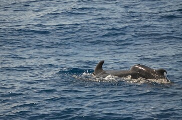 Fototapeta premium Wild delphins near Tenerife swimming