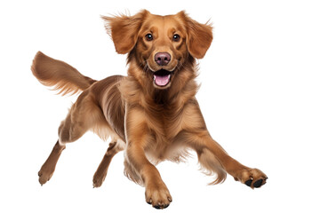 dog in motion, playing, running isolated on transparent background