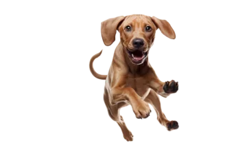 Poster dog in motion, playing, running isolated on transparent background © Lucas