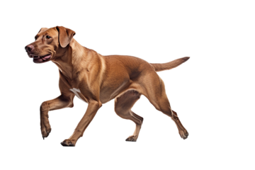 dog in motion, playing, running isolated on transparent background