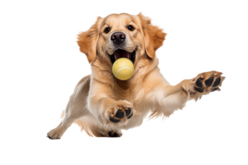 dog in motion, playing, running isolated on transparent background
