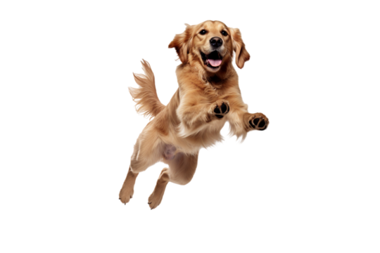 dog in motion, playing, running isolated on transparent background