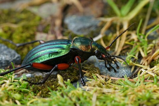 Closeup on a colorful metalling green and red ground beetle, Carabus auronitens in Austria