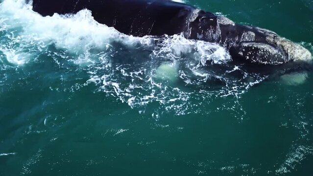 Aerial footage of Southern Right Whales off the coast of Hermanus, South Africa. Migrating mother and calf swimming in a shallow water near the coast. Whale watching. High quality 4k footage.