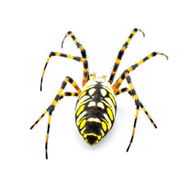 Gravid Female adult black and yellow garden spider, golden garden spider, writing, corn, McKinley orbweaver orb weaver spider - Argiope aurantia - isolated on white background back top dorsal view