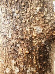 Background pattern with tree bark texture