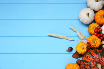 Thanksgiving day. Flat lay composition with pumpkins on light blue wooden table, space for text