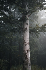 Eerie Autumn Forest in Moody Fog