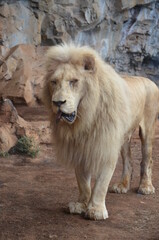 Old white lion in the Jungle Park in Tenerife, Spain