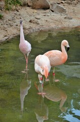 Pink flamingo in park Tenerife (Canary Spain) - animal background